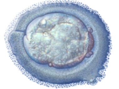 neural stem cells and SMA