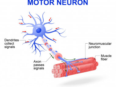 stem cell RNA