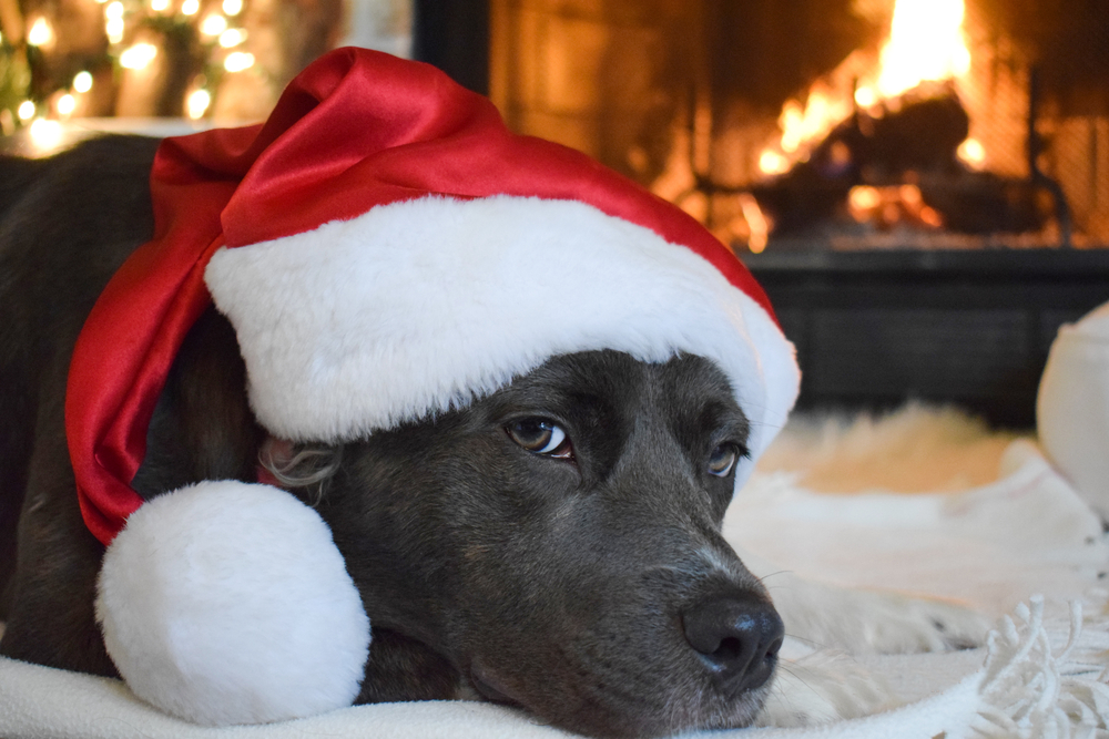 peace, holidays, Christmas, dog