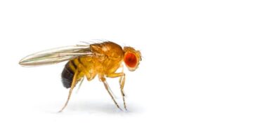 SMN protein, fruit fly