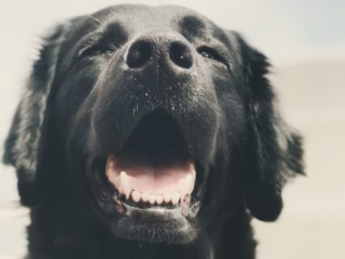 service dog