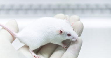 prenatal mice, growth delays