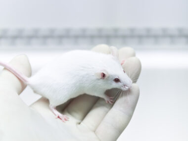 prenatal mice, growth delays