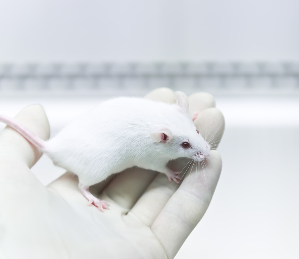 prenatal mice, growth delays