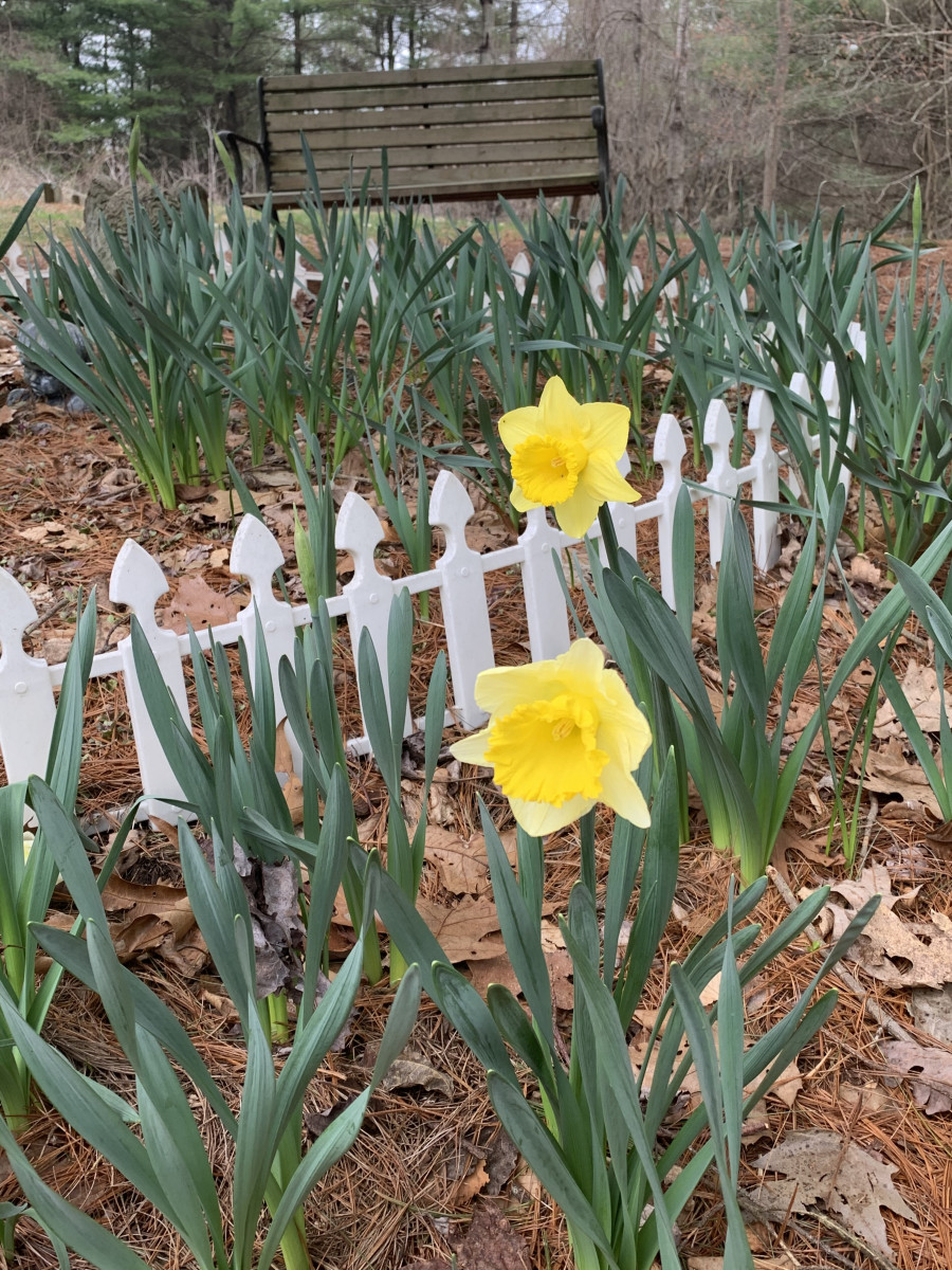 daffodils, optimism