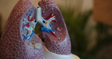 Spinraza | SMA News Today | Treatments | Plastic model of lungs