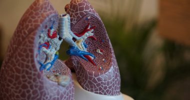 Spinraza | SMA News Today | Treatments | Plastic model of lungs