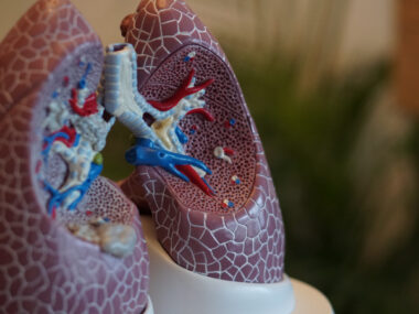 Spinraza | SMA News Today | Treatments | Plastic model of lungs