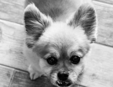 dogs \ SMA News Today \ A black-and-white photo of Katie Naiwocki's small dog, Emery, who's losing his hearing
