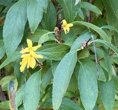 signs | SMA News Today | Yellow forsythia blooms also survived the freeze