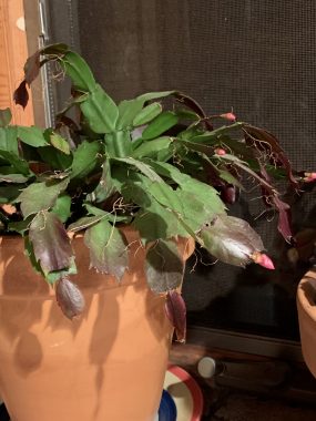 signs | SMA News Today | The year's first buds appear on Helen's Christmas cactus plant