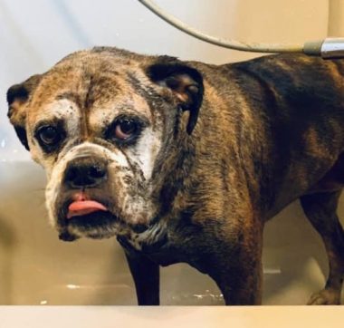 power | SMA News Today | Helen's dog Maple sticks out her tongue while standing in the bathtub.