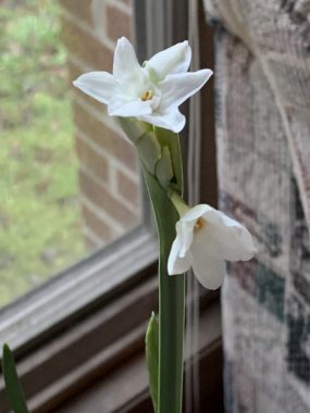 power | SMA News Today | White Ziva paperwhite flowers bloom next to a window on New Year's Day.