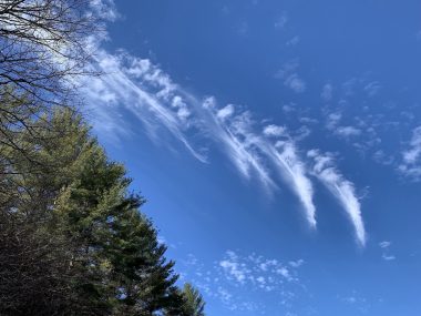 A photo of a blue sky with clouds that seem in the shape of a wing, each feather prominent. A green pine tree is visible at the left.