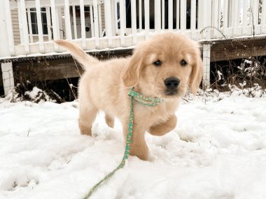 A closeup shot of an adorable golden retriever puppy on a small, green leash, standing in the snow by the deck of a house in the wintertime. The puppy is standing on three paws, with one paw raised and bent back toward her chest. 