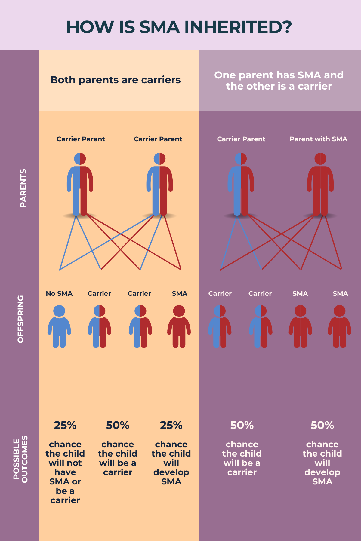 Spinal Muscular Atrophy Sma Causes And Genetics Sma News Today 1189