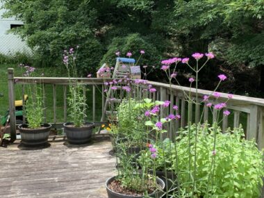 Green potted plants, several with long stalks with purple flowers on top, sit on a weathered deck with a railing. Green trees and grass and a lake are seen nearby.