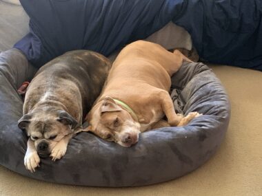Two boxers, one a dark brownish-gray and one a light brown, lie next to each other on a large gray dog bed. The older one sleeps while the younger one looks at the camera.