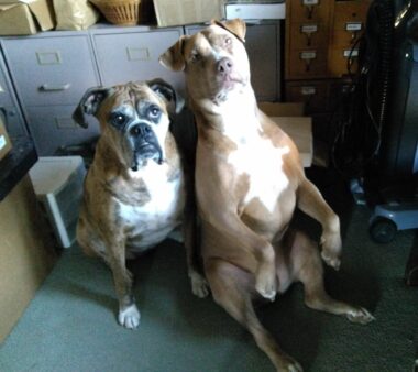 Two dogs, the one on the right sitting up, stare toward the camera in what appears be an office, with gray and brown file cabinets behind them.