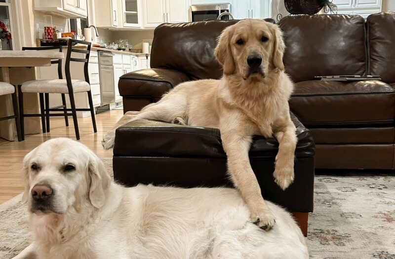 Omg, this is the cutest dog picture. Two golden retrievers sit in the living room of a house. One is on the floor, lying on a rug, while the other sprawls out on a brown, leather ottoman directly behind the dog on the floor. The dog on the ottoman has its right paw extended down to rest on the other dog's butt, in a loving, friendly gesture. 