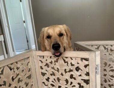 A funny photo in a room of a house shows just the head of a golden retriever popping up over a low, portable wooden gate. The dog's mouth is slightly open and her tongue sticks out the front. She has a look of eager anticipation, as if she were saying, "Ok, great, let's get this photo over and give me a treat."