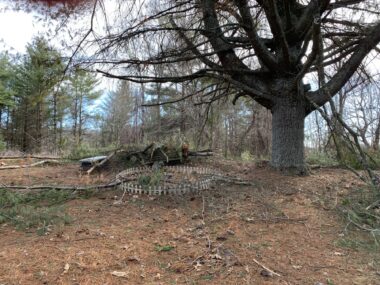 A photo of the same spot as the previous photo, but from a different angle and following several severe storms. The ground is still covered in pine needles, but now it's also covered in downed tree limbs and branches. The circular white picket fence looks a lot smaller, as the photo was taken from a greater distance than the other one. It also shows a large, mostly bare, pine tree next to the fence. 