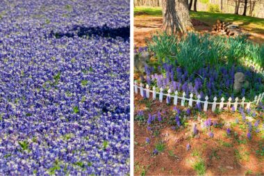 A diptych of photographs. At left, a field of blue-purple flowers amid spots of greenery. At right, a short white fence surrounds a patch of greenery with some purple-blue flowers at the edge, with a tree trunk in the background.