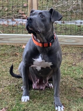 A dog sits outside in the yard, looking up at something to her right.