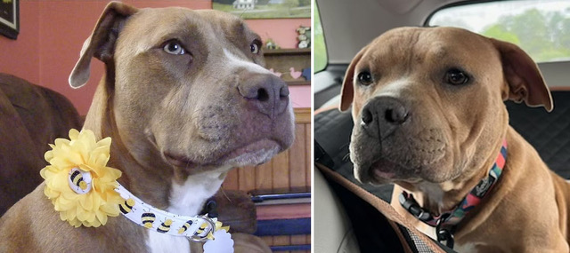 Two side-by-side photos each feature a close-up photo of a Staffordshire bull terrier. They are different dogs but look very similar. The one on the left is wearing a bumblebee collar with a yellow flower and sitting on the couch, while the one on the right is wearing a dark, patterned collar and riding in the backseat of a car.