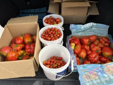 A photo shows many tomatoes in boxes and buckets.